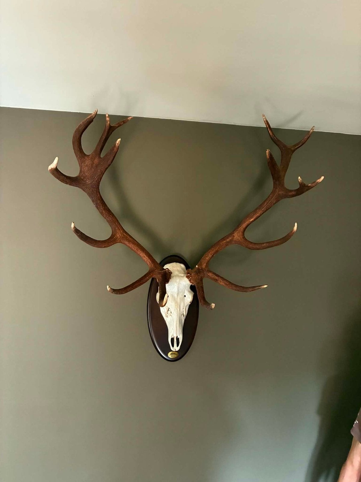Grands bois de cerf - Trophée de chasse, Enlèvement, Comme neuf, Cerf