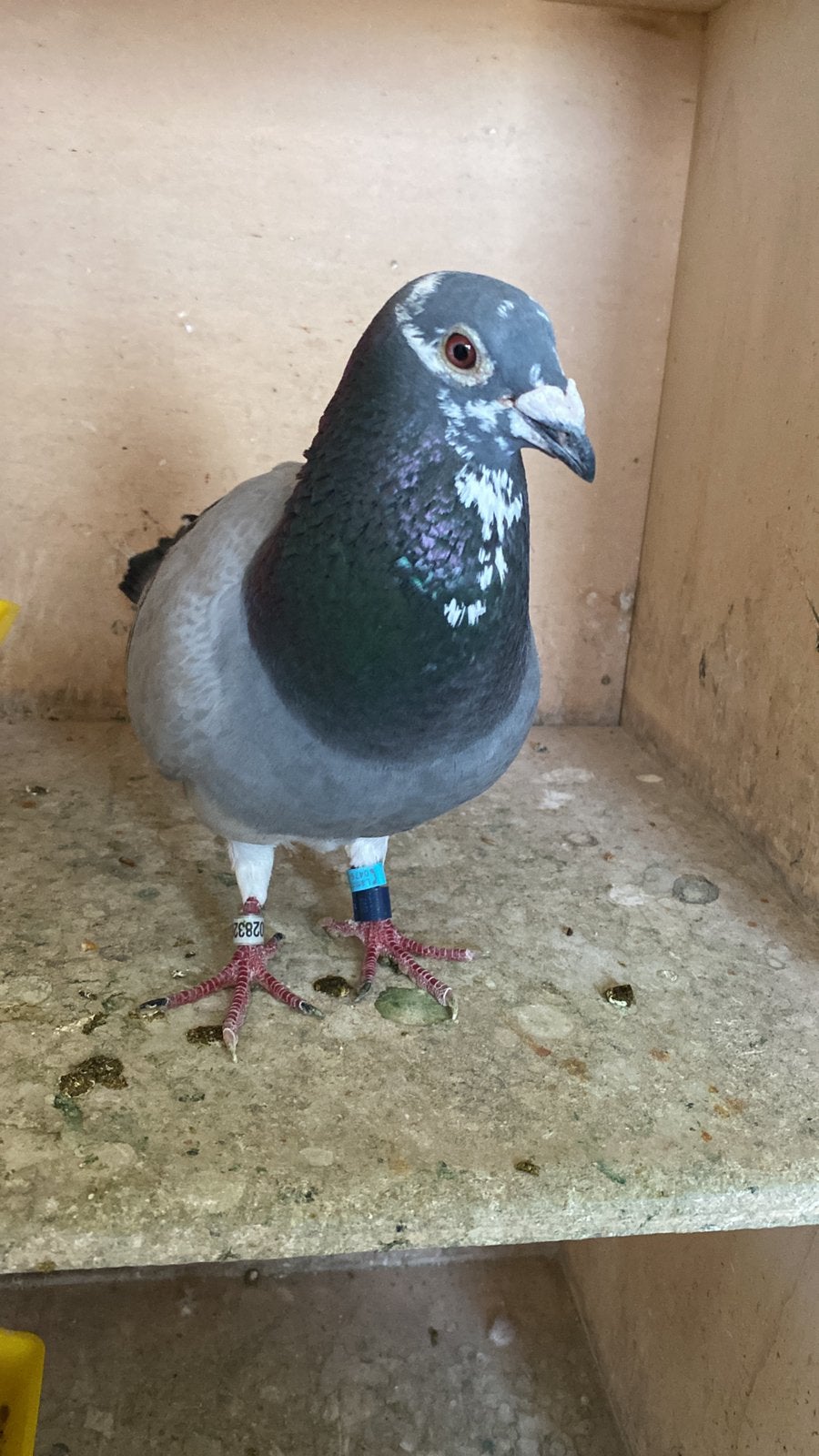 Jonge te koop uit de vliegers!, Dieren en Toebehoren