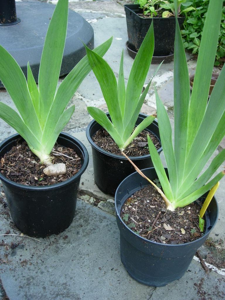 Iris pumilla 'Snowtree', Jardin & Terrasse, Autres espèces, Printemps, Plein soleil, Enlèvement