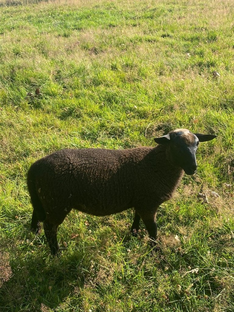 4 Ramlammeren: Dorper kruisingen, Dieren en Toebehoren, Schapen, Geiten en Varkens, Mannelijk, Schaap, 0 tot 2 jaar
