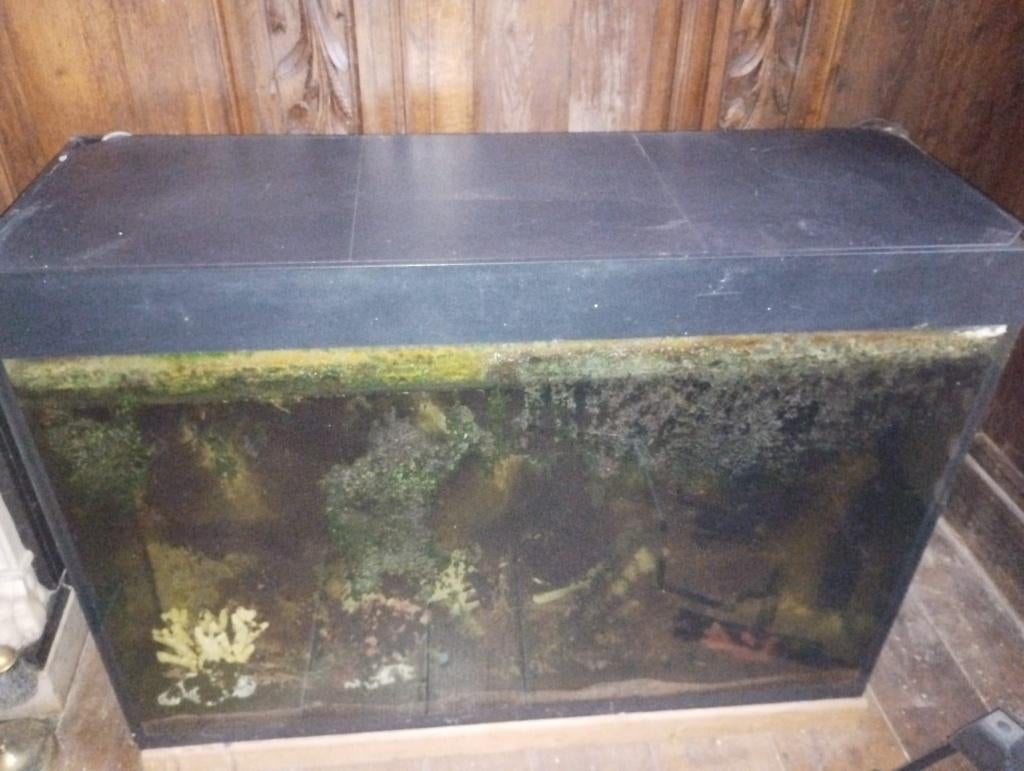 Aquarium, Enlèvement, Utilisé, Aquarium d'eau douce rempli