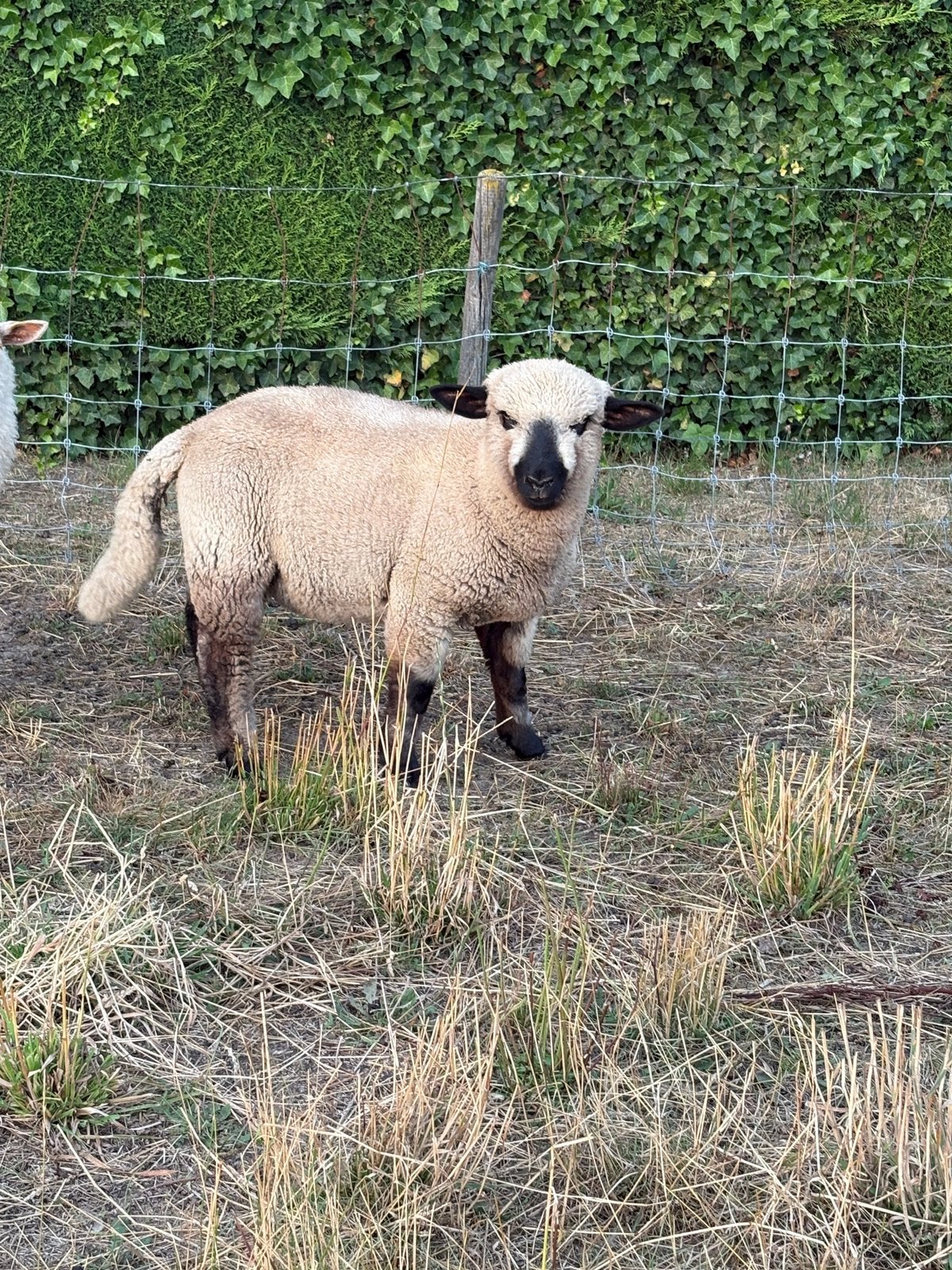 Agneau bélier du Hampshire, Mâle, Mouton
