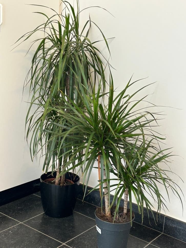 2 planten, Tuin en Terras, Ophalen
