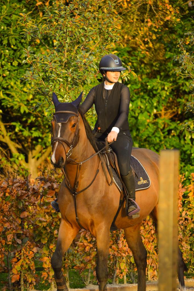 Zadelmak maken & trainen van paarden & pony’s, Dieren en Toebehoren, Paarden, Hengst, Zadelmak
