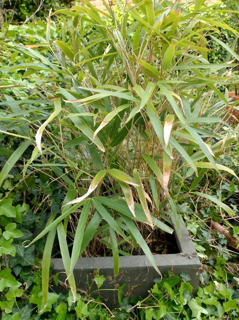 Pseudosasa japonica (bambou), Tuin en Terras, Planten | Tuinplanten, Ophalen, Vaste plant, Siergrassen