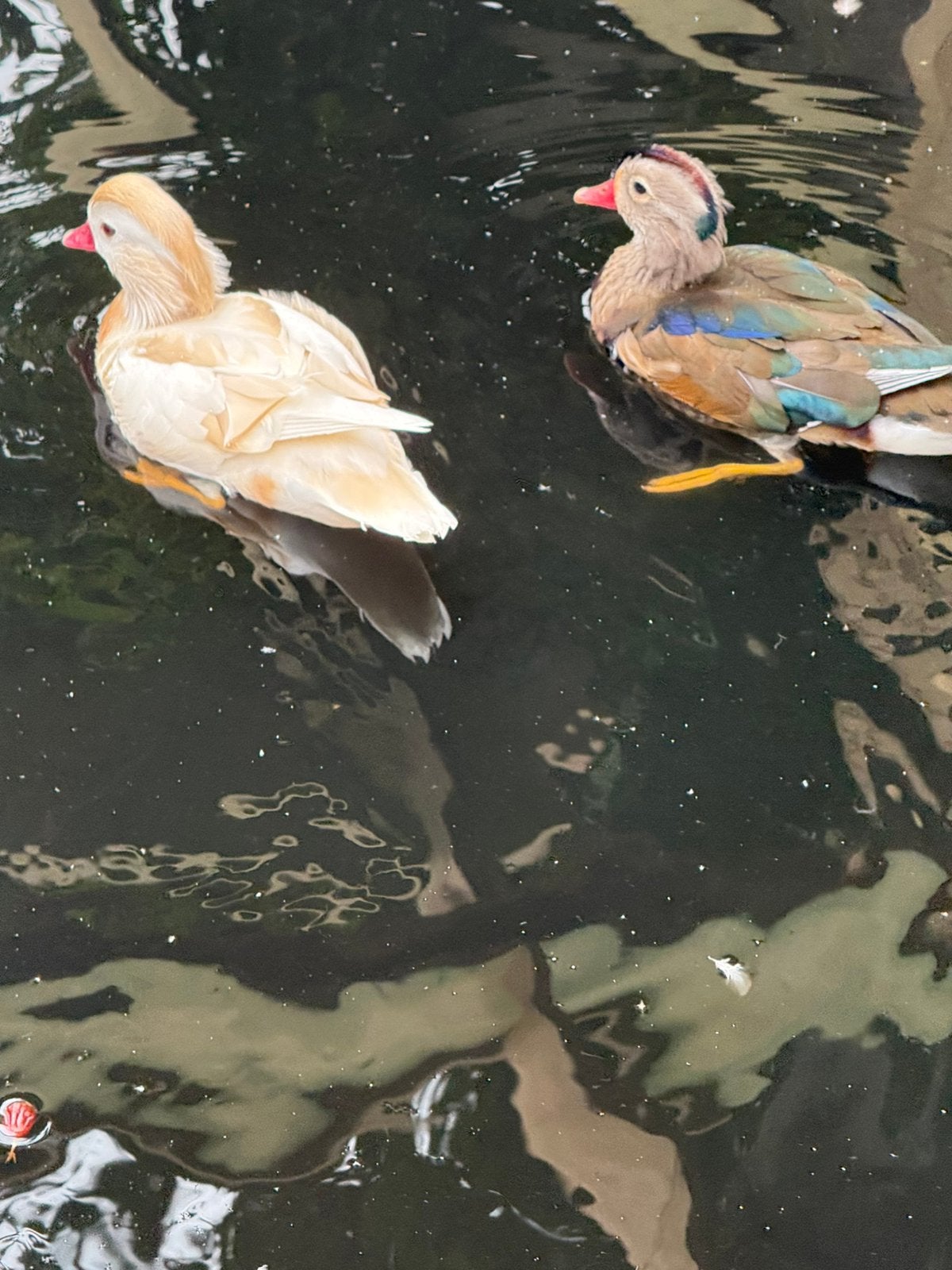 Mandarijn eenden wildkleur en wit, Plusieurs animaux, Canard