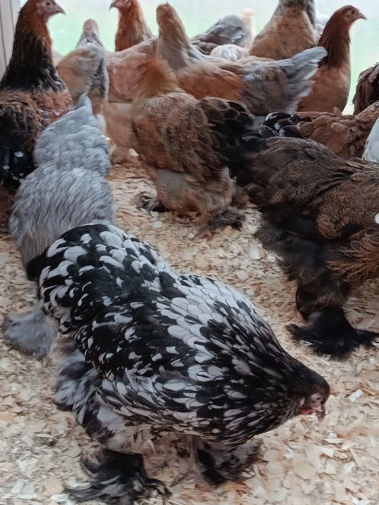 Brahma tous couleurs action 4+1 GRATUITE 0499/082381, Femelle, Poule ou poulet