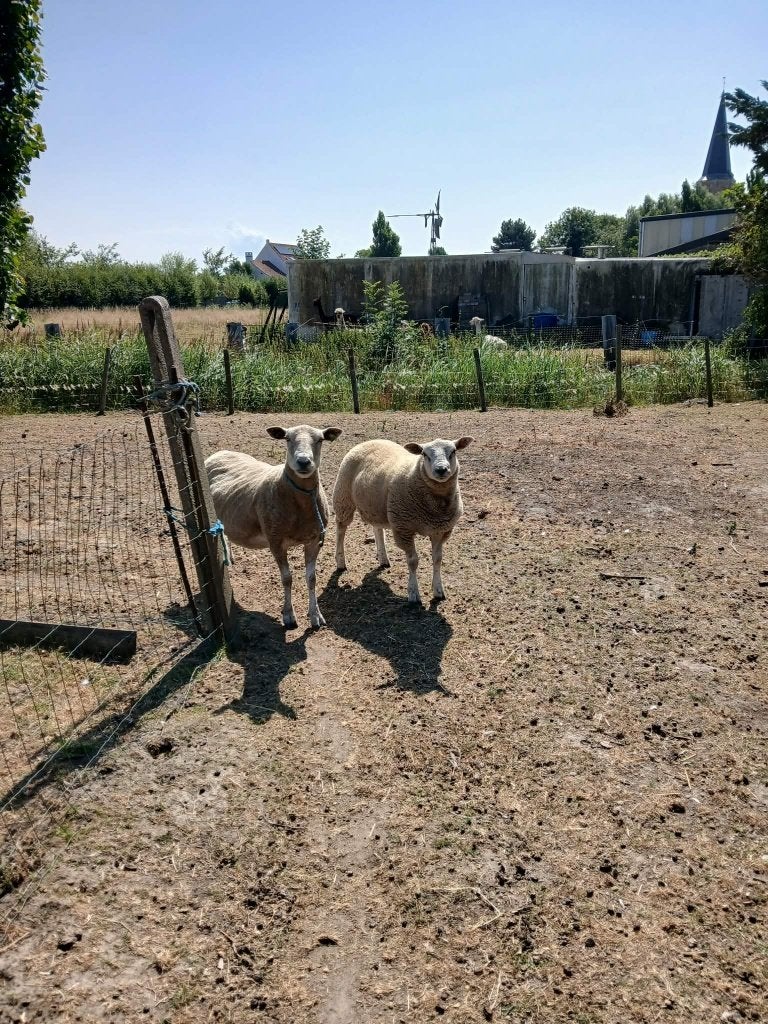 Schapen, Dieren en Toebehoren