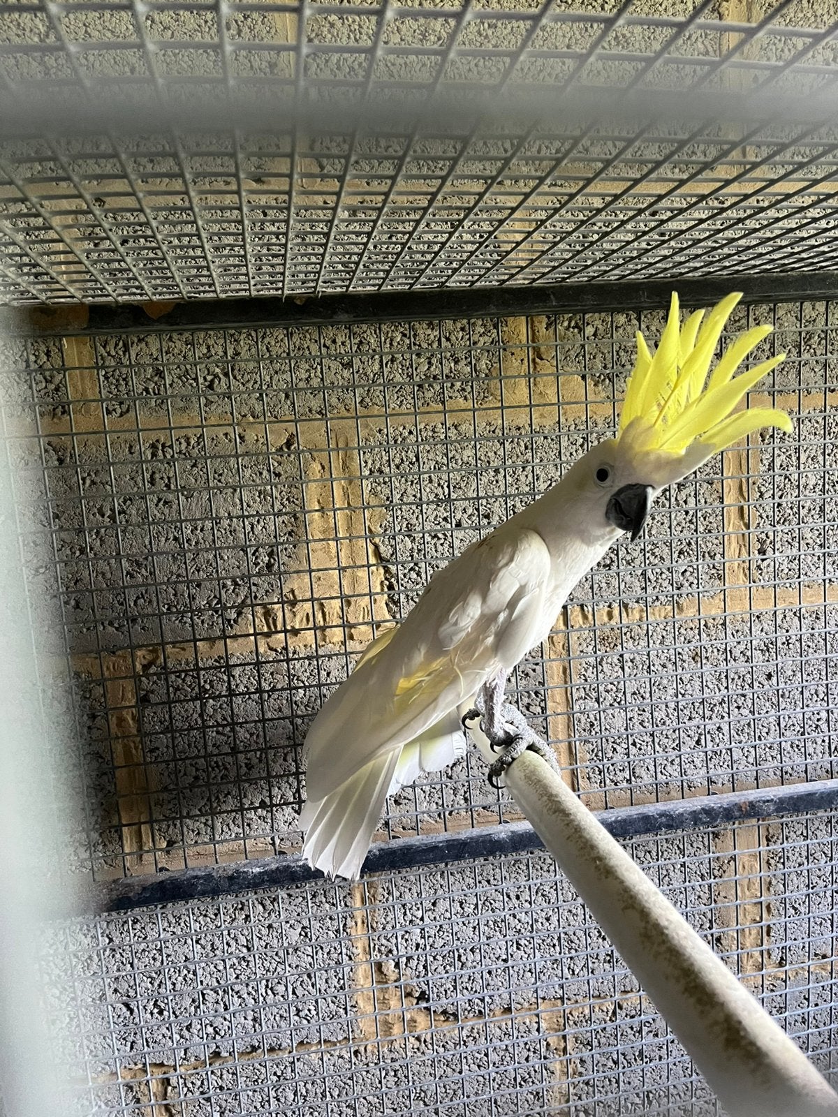 Kleine geelkuif kaketoe, Dieren en Toebehoren