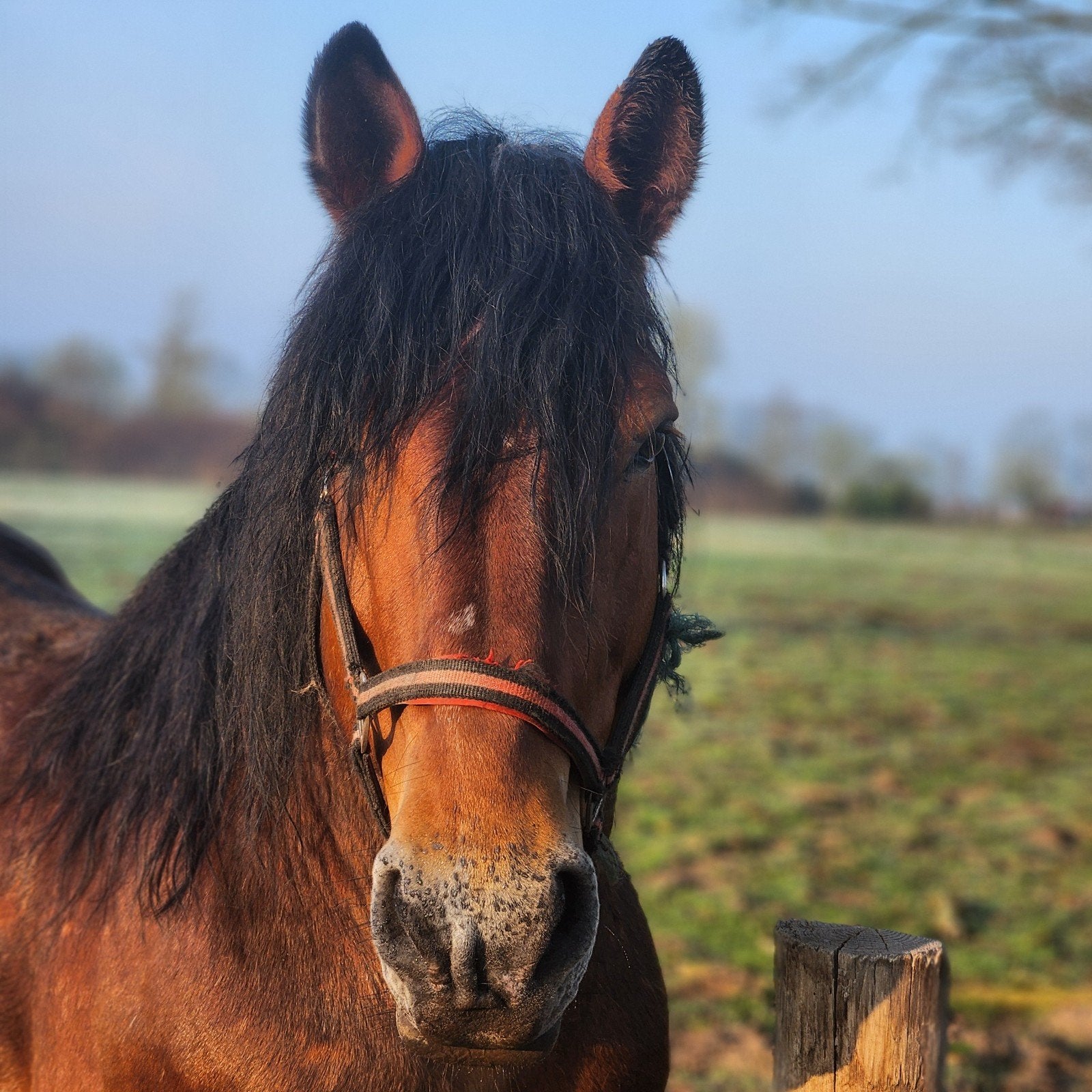 Ardenner boerenpaard- trekpaard hengst., Dieren en Toebehoren, Hengst, 7 tot 10 jaar