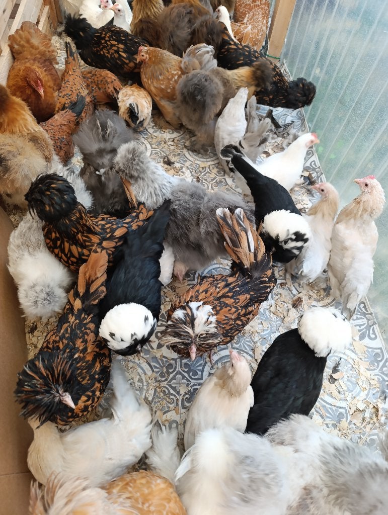 laatste legklare sier /krielkippen voor dit jaar 0499/082381, Vrouwelijk, Kip