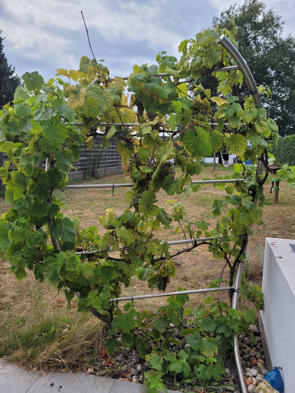 2 RVS plantgeleiders met 4 druivelaars, Ophalen, Volle zon, Overige soorten, Zomer