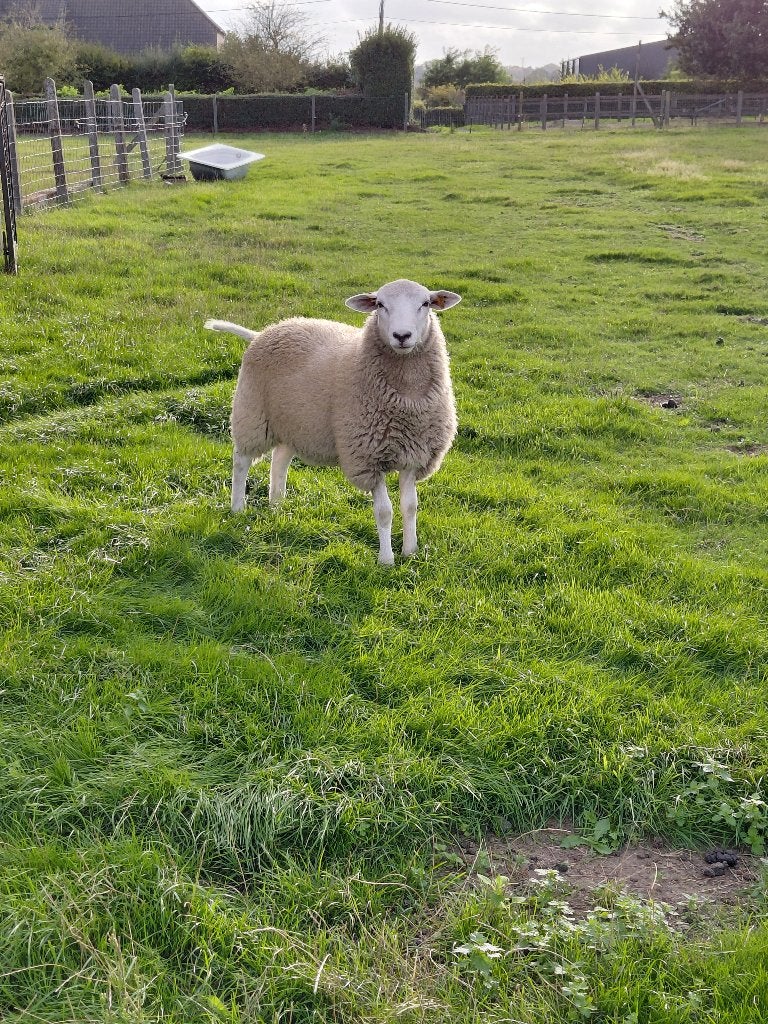 Lammeren  swifter, Dieren en Toebehoren, Mannelijk, Schaap, 0 tot 2 jaar