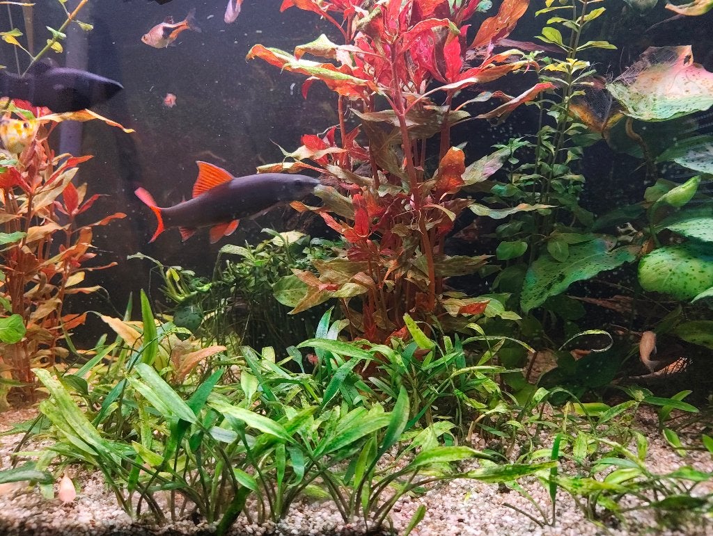 Roodvin labeo 10cm, Dieren en Toebehoren, Vissen | Aquariumvissen, Vis, Zoetwatervis