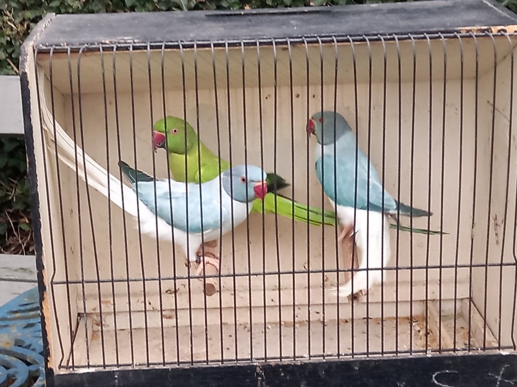 Halsband  parkiet, Animaux & Accessoires, Oiseaux | Perruches & Perroquets, Perruche