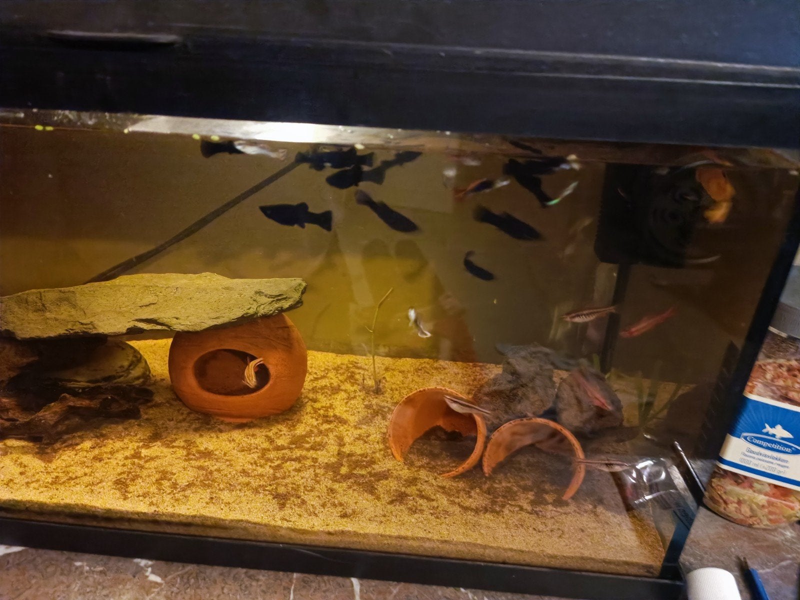 Aquarium met vissen
