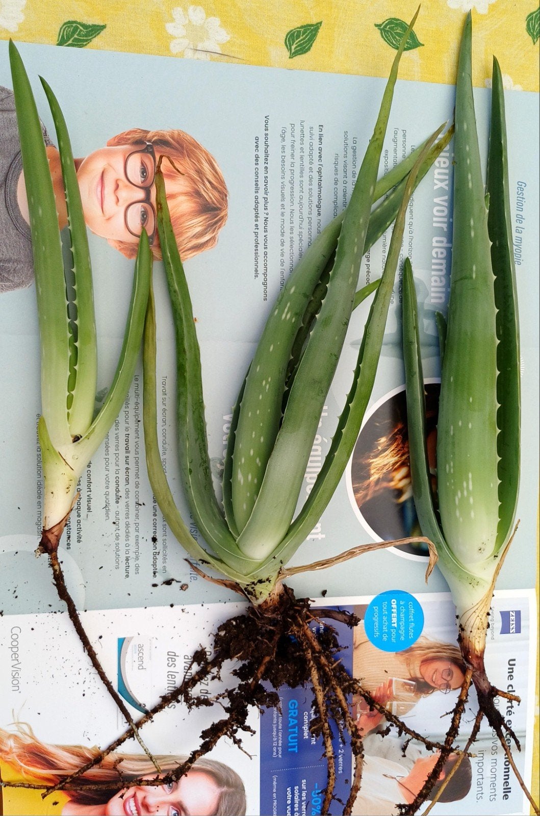 Jeunes pousses d'aloe vera, Enlèvement