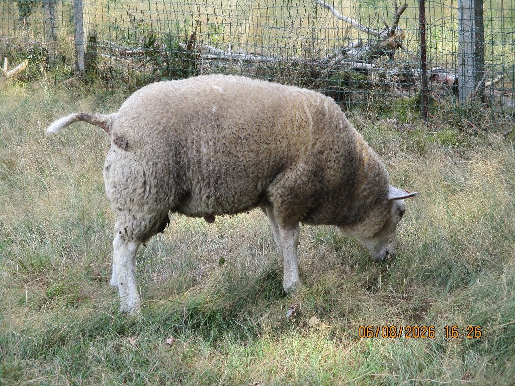 schapen, Dieren en Toebehoren, Schapen, Geiten en Varkens, Mannelijk, Schaap, 0 tot 2 jaar