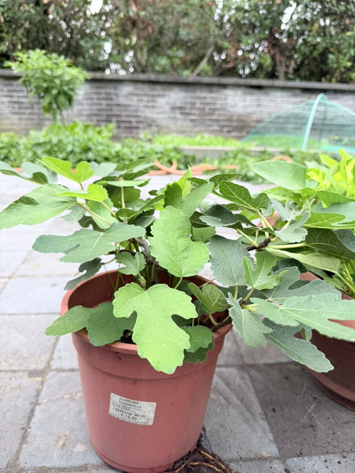 Kleine vijgenboompjes , vijgenboom, Tuin en Terras, Ophalen, Minder dan 100 cm, In pot, Vijgenboom