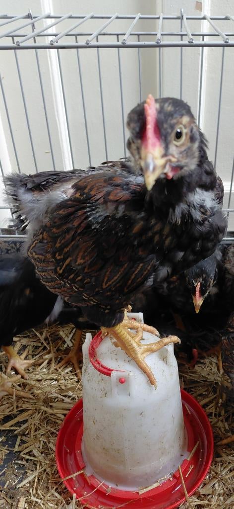Jonge Barnevelders, Dieren en Toebehoren, Pluimvee