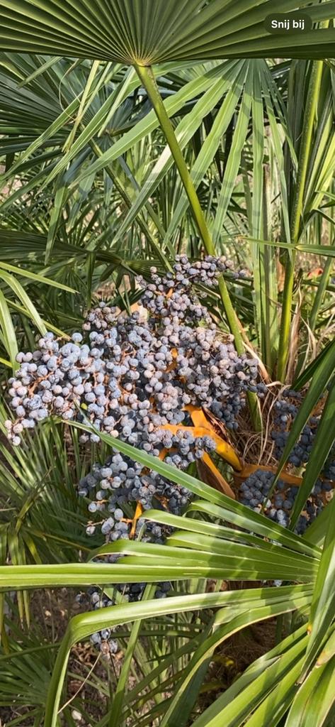 Verse palmboom zaden Trachycarpus fortunei, Tuin en Terras, Ophalen of Verzenden, Gehele jaar, Zaad
