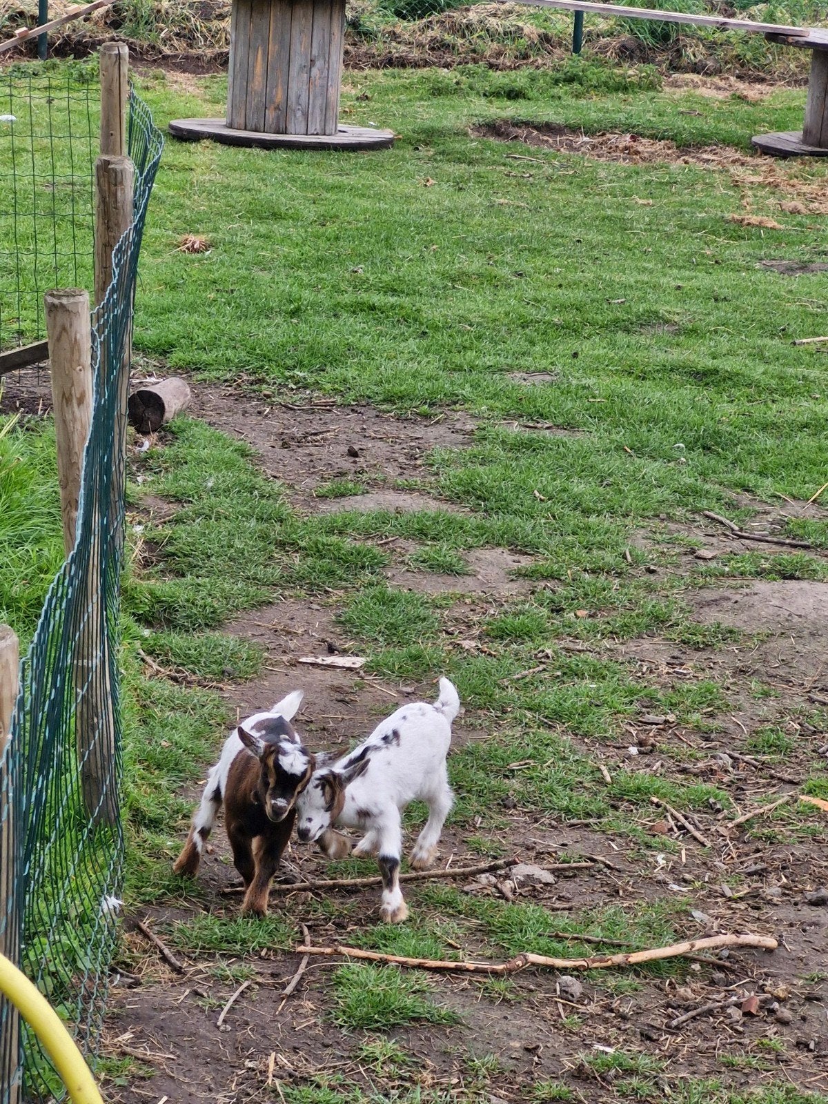 Mieke te koop met 2 lammetjes