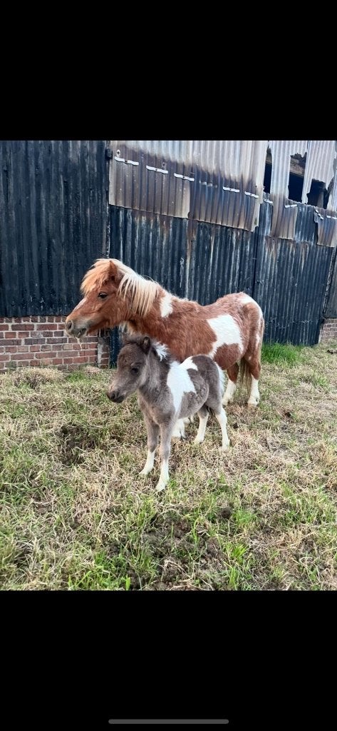 Shetland merrie met veulen, Dieren en Toebehoren, Merrie, Minder dan 160 cm, Onbeleerd, Gechipt
