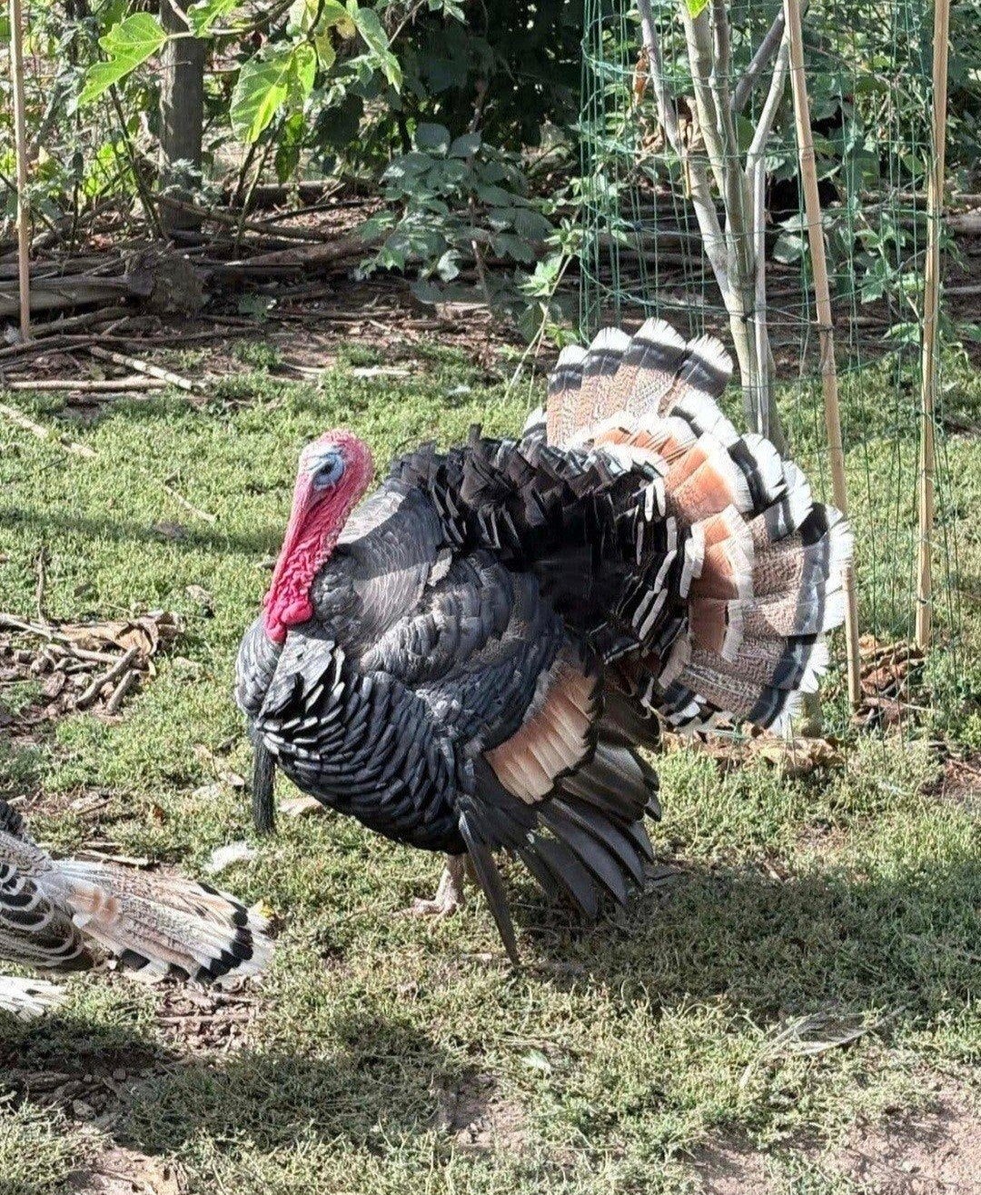 Dinde et coq de Ronquières 2 ans, Mâle, Dinde