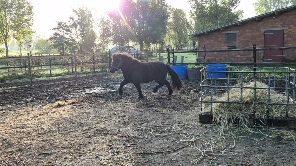 2 BMP merries, 1 loopt in sulky, Merrie, Met stamboom, 0 tot 2 jaar, A pony (tot 1.17m)