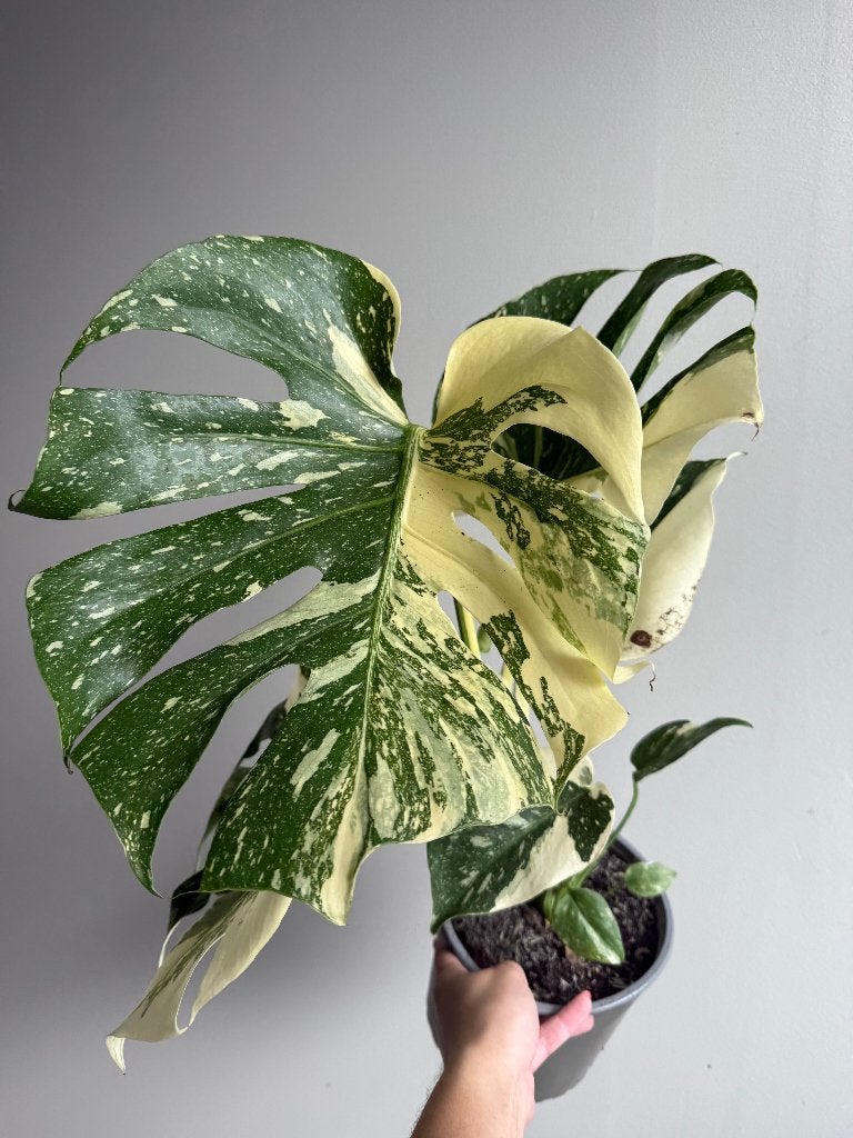 Grote Monstera Thai Constellation, Overige soorten, Minder dan 100 cm, Groene kamerplant, Halfschaduw