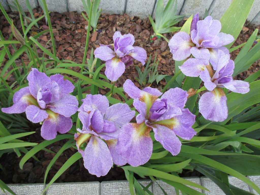 Iris sibérica « kita no seiza », plante vivace, Autres espèces, Printemps, Plein soleil, Enlèvement