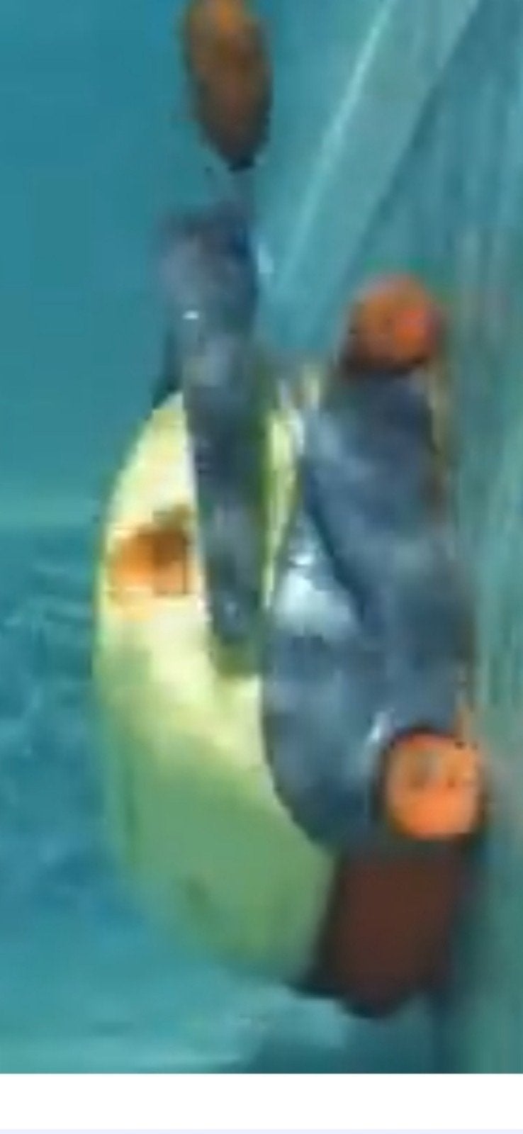 Zwembad robot dolphin., Tuin en Terras, Zwembad-toebehoren, Ophalen