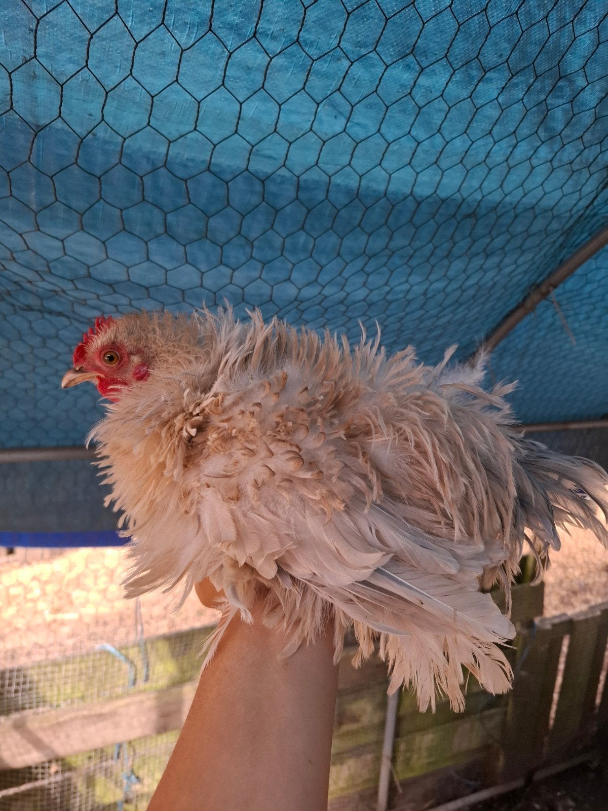 cochin haan, Mâle, Poule ou poulet
