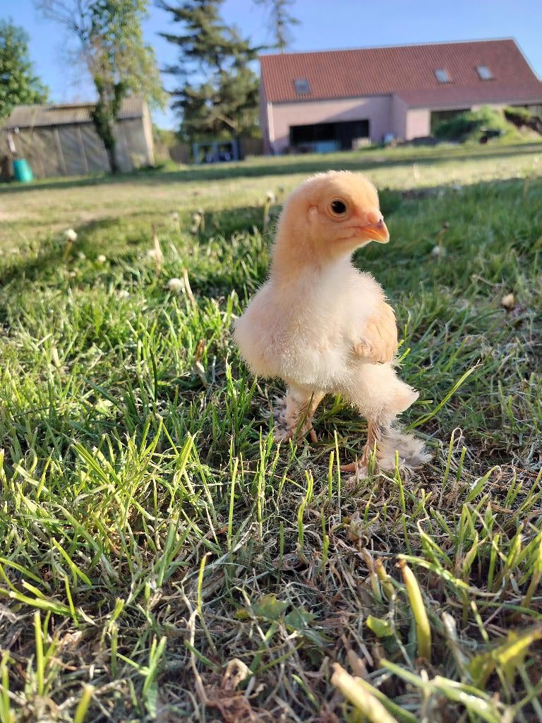 Brahma buff columbia, Dieren en Toebehoren, Pluimvee