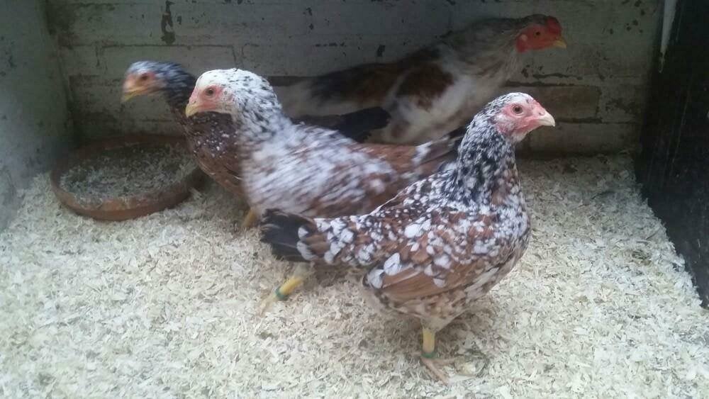 gratis haantjes, Plusieurs animaux, Poule ou poulet