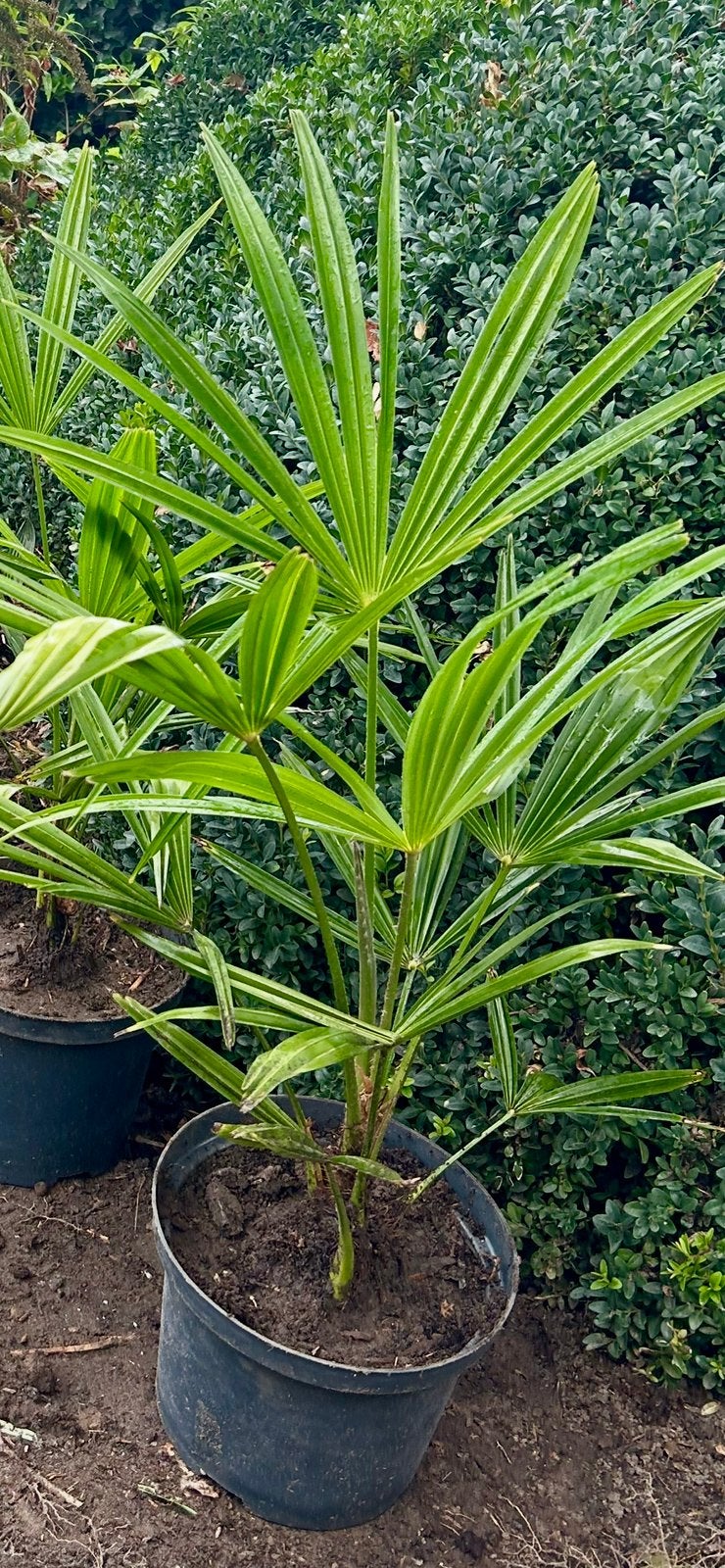 Kleine palmbomen winterhard in 3 liter pot, Tuin en Terras, Ophalen