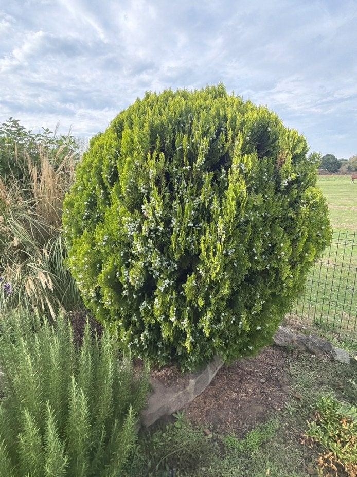 Volgroeide sierconifeer (Chinese jeneverbes), Jardin & Terrasse, Enlèvement, Conifère, Arbuste, 100 à 250 cm