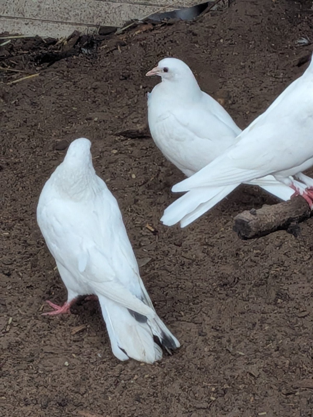 witte duiven, Dieren en Toebehoren