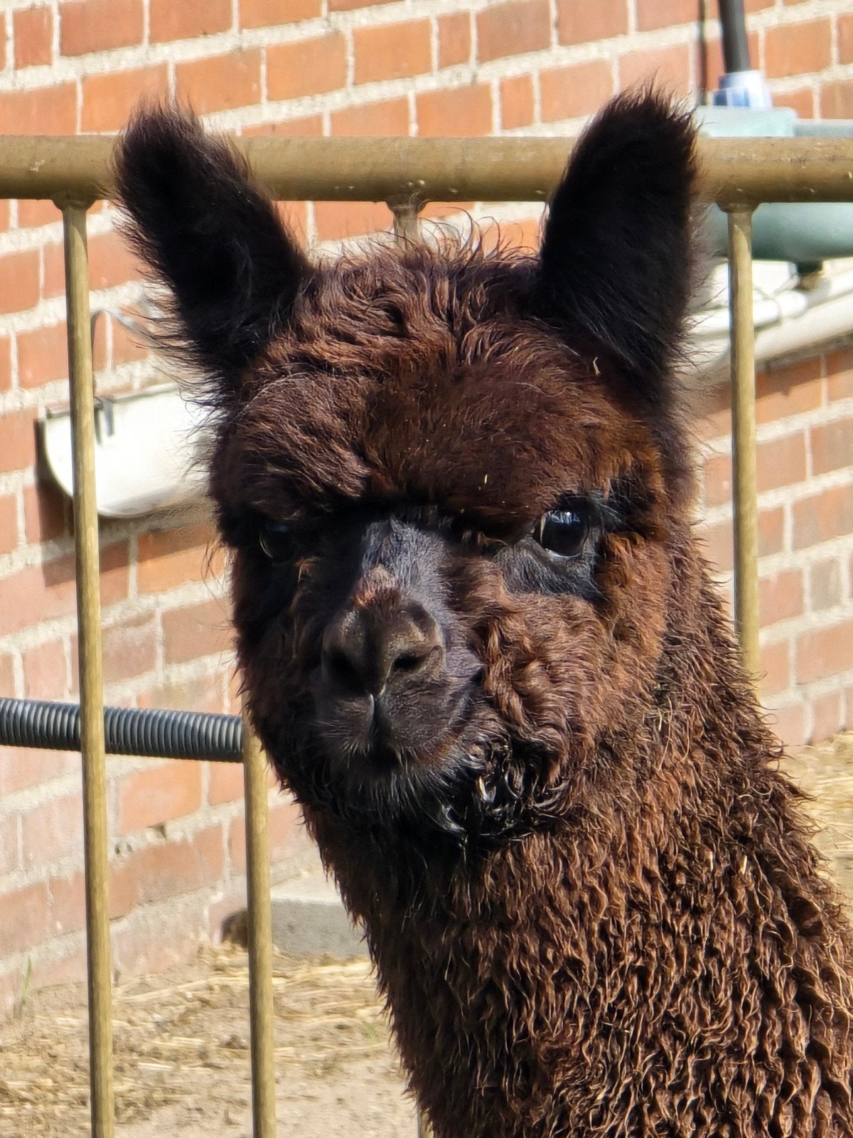 alpaca merrie, Dieren en Toebehoren, Maart, Vrouwelijk