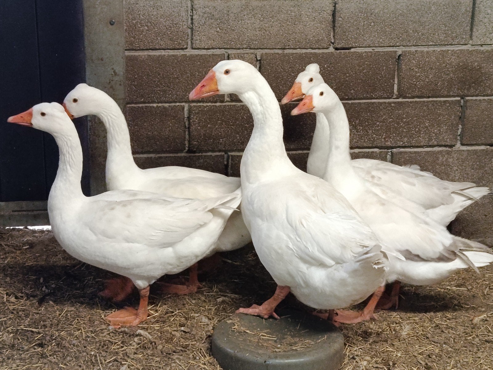 twee jonge ganzen, Animaux & Accessoires, Volatiles