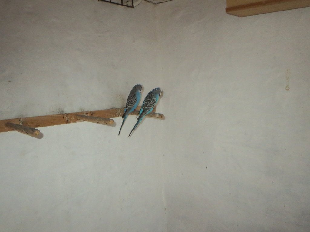 perruche couple, Animaux & Accessoires, Mâle, Perruche