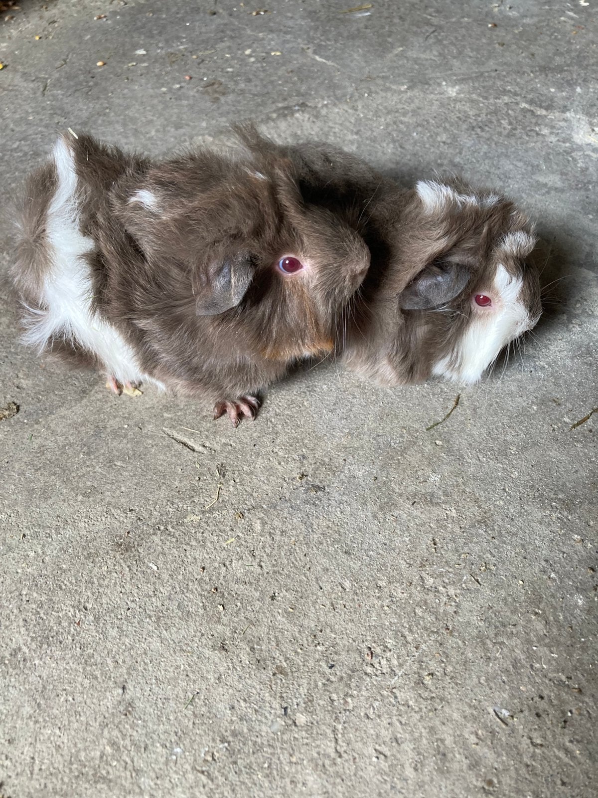 2 langharige cavia beertjes., Augustus, Cavia