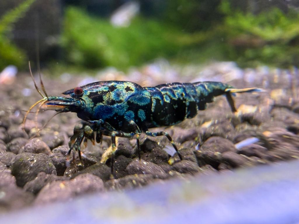 Wicked stardust/snowflake/boa garnalen (caridina), Dieren en Toebehoren, Kreeft, Krab of Garnaal, Zoetwatervis