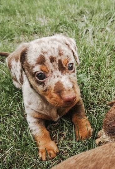 Jack russel pup merle teefje gezocht, Ophalen