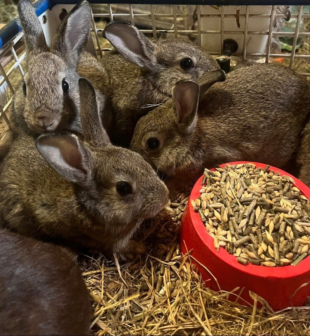 4 Konijnen te koop, Mei, Meerdere dieren, Overige typen, Tam