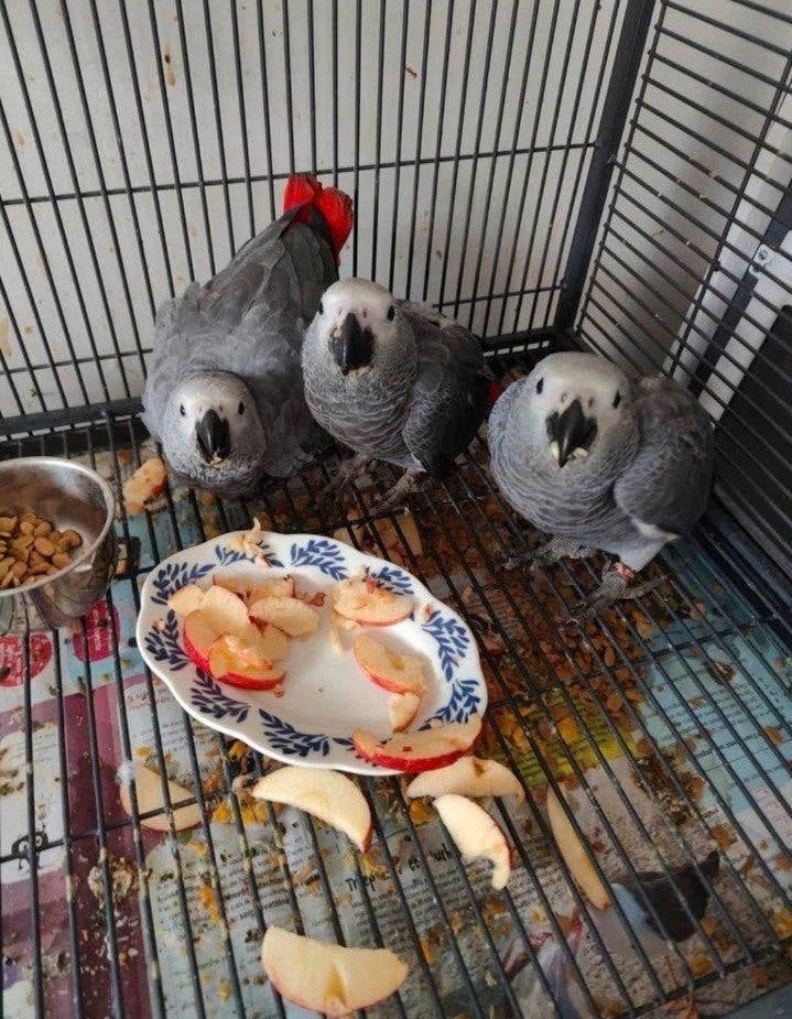 Gris de Gabon eam