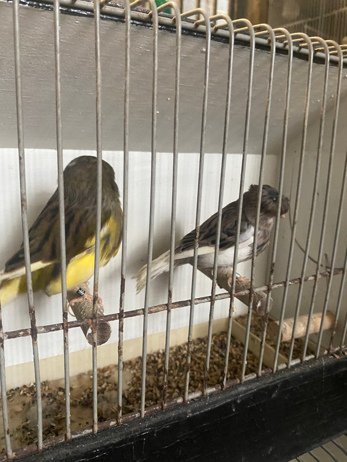Koppel glosters, Dieren en Toebehoren