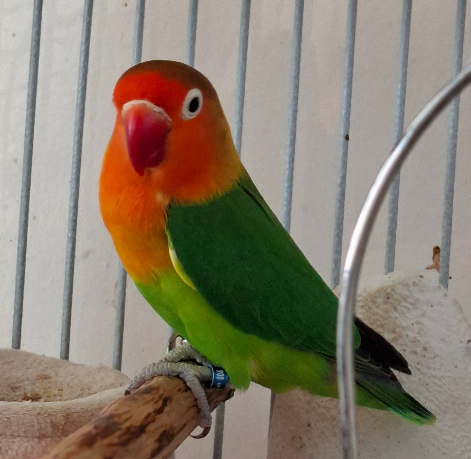 agapornis vrouwtje