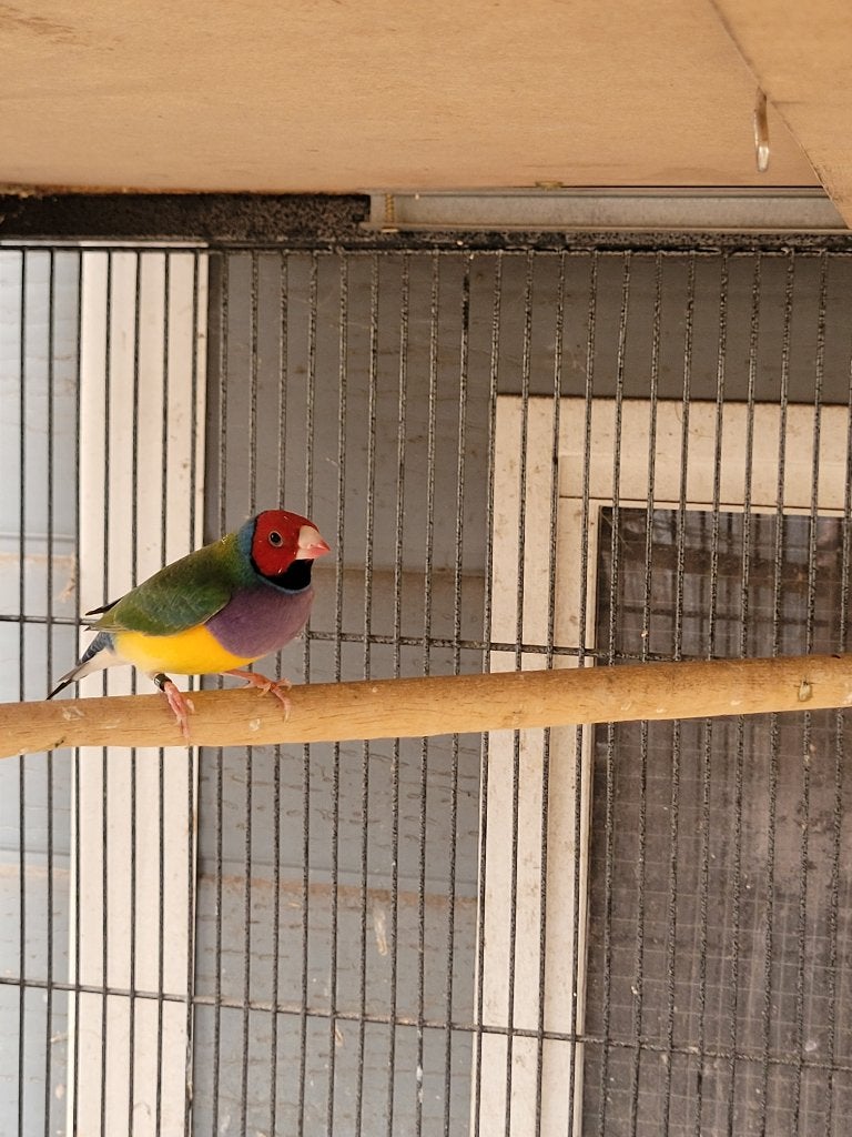 Gouldamadine mannen, Dieren en Toebehoren, Mannelijk, Tropenvogel, Geringd