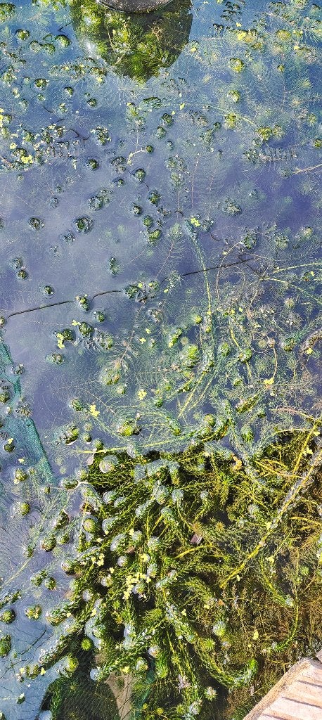 zuurstof planten hoornblad en waterpest, Ophalen, Nieuw